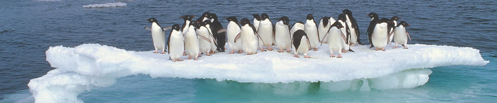 Una colonia di pinguini di Adelia (Pygoscelis adeliae) si accalca sul residuo di un lastrone di ghiaccio in scioglimento durante il periodo estivo