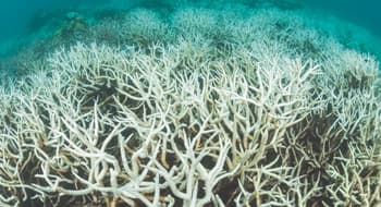 Una testimonianza della tragica situazione in cui versano le barriere coralline a causa dei fenomeni di sbiancamento e dissoluzione dei coralli causati dal riscaldamento e acidificazione delle acque oceaniche