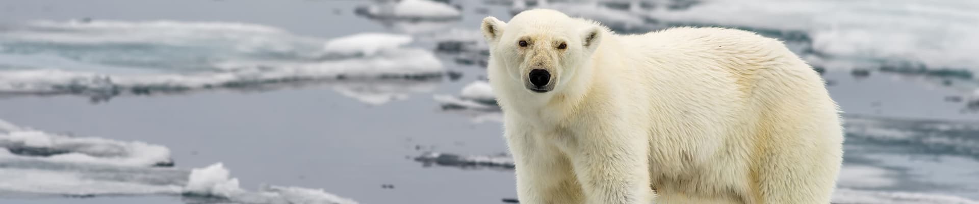 A causa della perdita del loro habitat molti animali, come l’orso polare, rischiano l’estinzione
