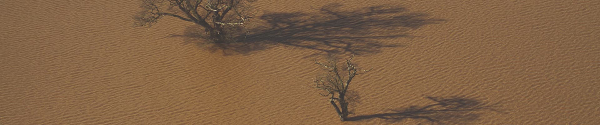 Querce (<em>Quercus robur</em>) svettano solitarie in un campo inglese completamente allagato da un’esondazione