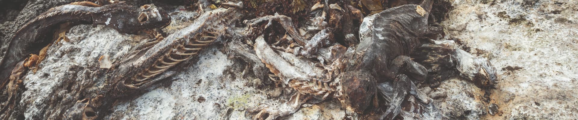 L’intensificarsi di eventi come El Niño provoca ingenti danni agli ecosistemi, portando alla morte di molti animali, come questi cormorani (<em>Phalacrocorax harrisi</em>) e queste iguane marine (<em>Amblyrhynchus cristatus</em>) delle Galapagos