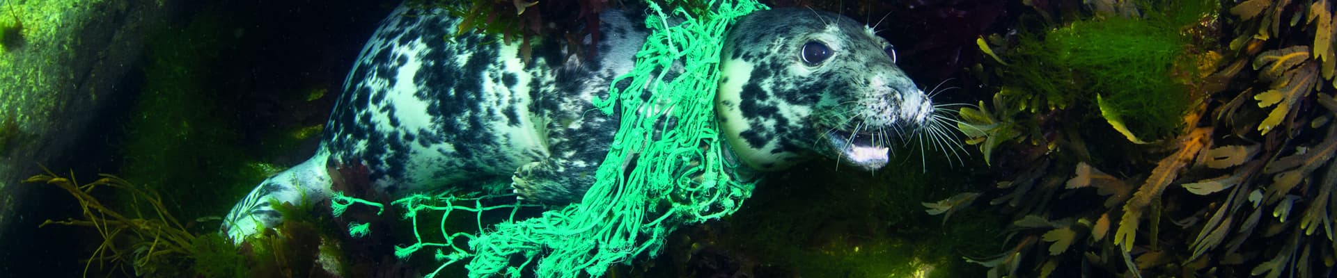 Una femmina di foca grigia (<em>Halichoerus grypus</em>) è rimasta intrappolata in una rete da pesca abbandonata a Lundy Island, nel Devon, in Inghilterra