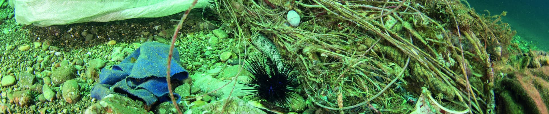 Sul fondale del porto di Maluku, in Indonesia, gli animali devono convivere con ciò che l’uomo abbandona