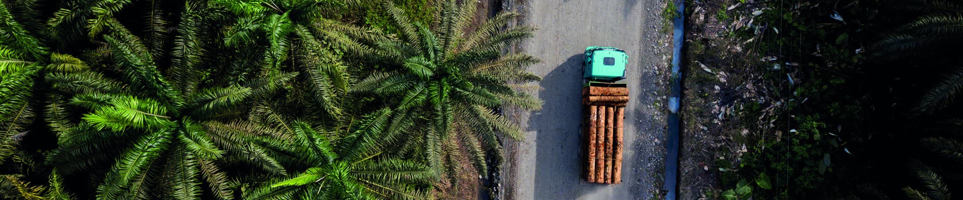 Nel Choco ecuadoregno le foreste sono state soppiantate da piantagioni per l’olio di palma (<em>Elaeis guineensis</em>) o tagliate per ottenere legname