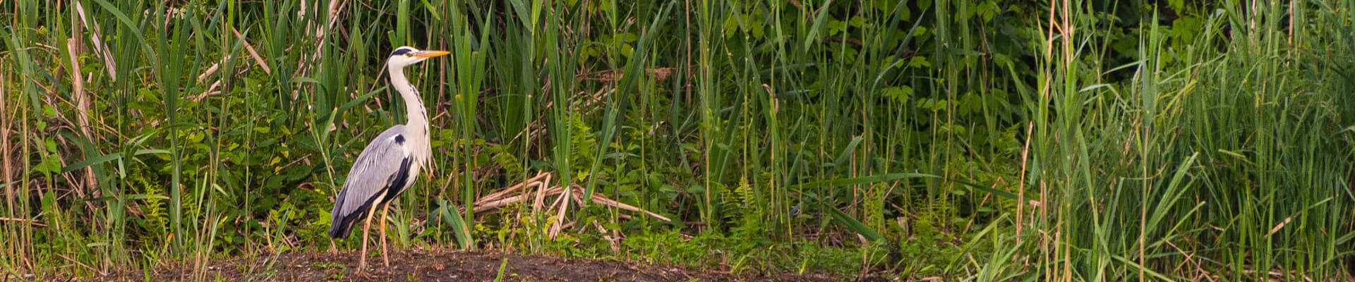 Airone cinerino (<em>Ardea cinerea</em>) appostato tra il canneto di uno dei laghi di Mantova