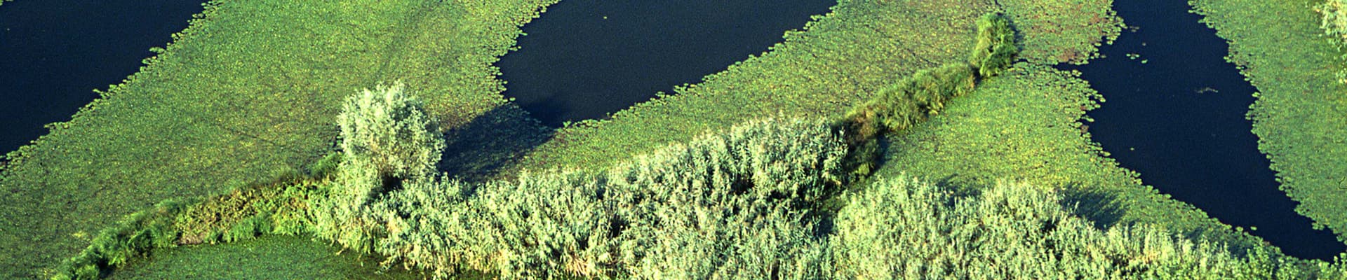 Sembra l’Amazzonia ma è un’ansa del fiume Mincio