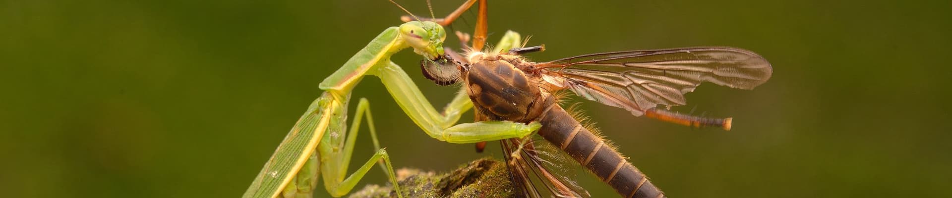 L’equilibrio tra prede e predatori è alla base del funzionamento degli ecosistemi