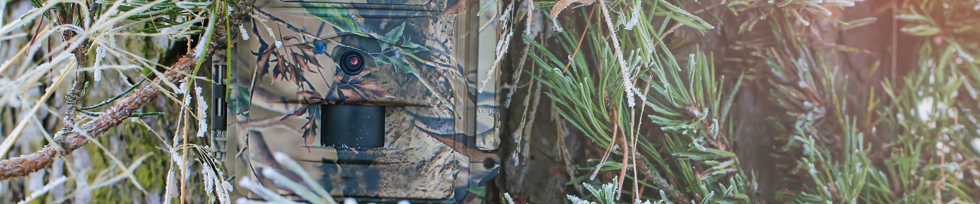 Una fotocamera, mimetizzata tra i rami di un albero, permette di monitorare il passaggio della fauna selvatica