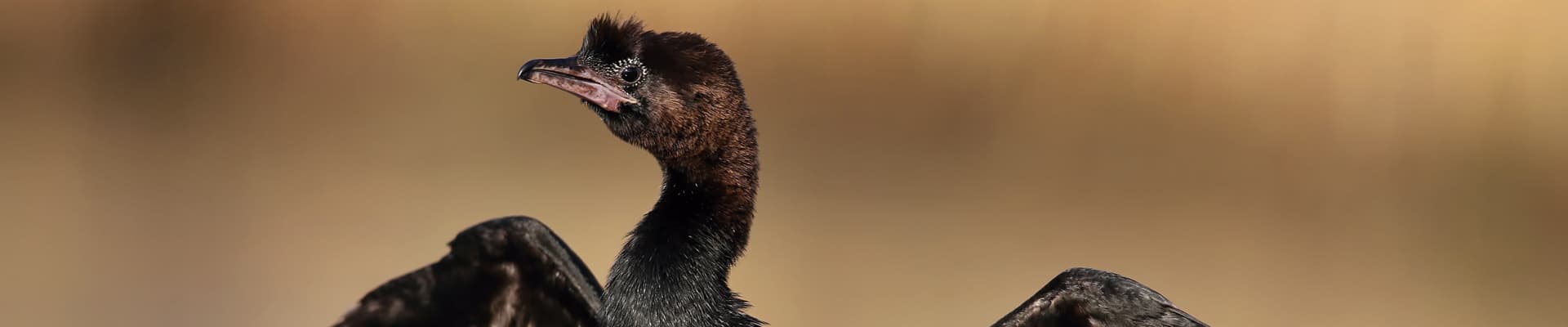 Il marangone minore (<em>Phalacrocorax pygmeus</em>)