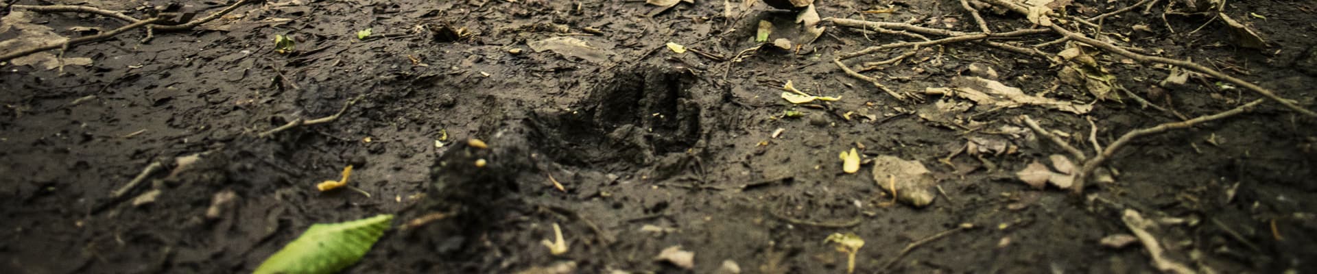Osservare le tracce lasciate dagli animali è utile nello studio della biodiversità