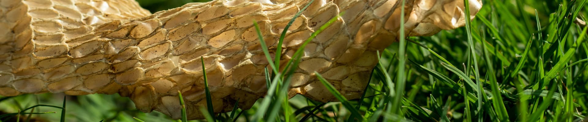 La pelle di un serpente, ciò che rimane di una vecchia muta