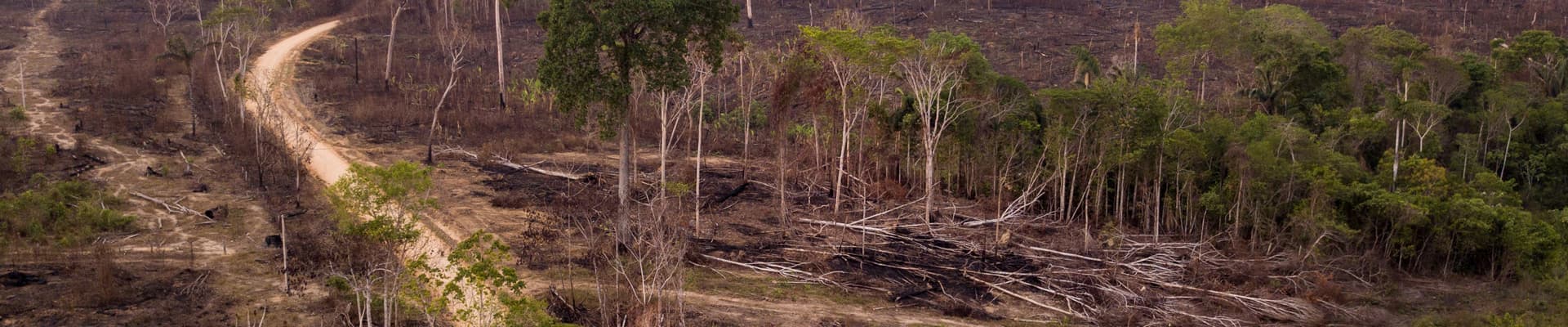 Un drone sorvola un’area della foresta amazzonica devastata dalla forestazione