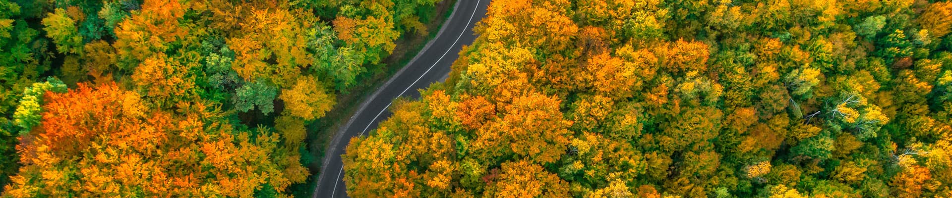 Una strada asfaltata taglia a metà una foresta