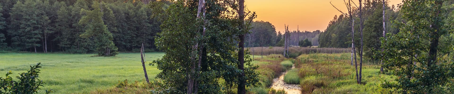 Il Parco Nazionale di Bialowieza, in Polonia, ultimo esempio della foresta primaria europea.