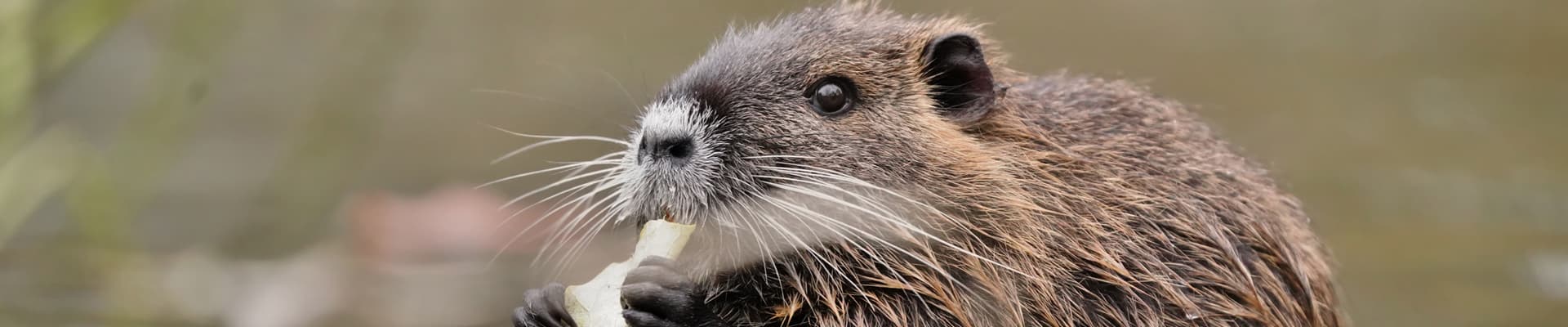 Una nutria (<em>Myocastor coypus</em>) originaria del Sud-America, la specie era stata introdotta per scopi commerciali (pellicce), poi gli esemplari fuggiti o rilasciati dall’uomo ora colonizzano diversi territori in Italia e in Europa