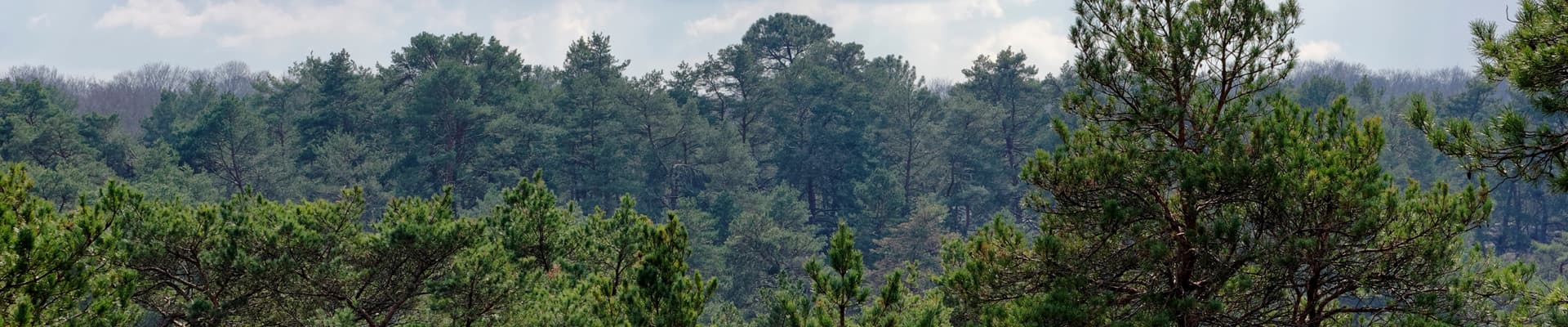 La foresta di Fontainbleau