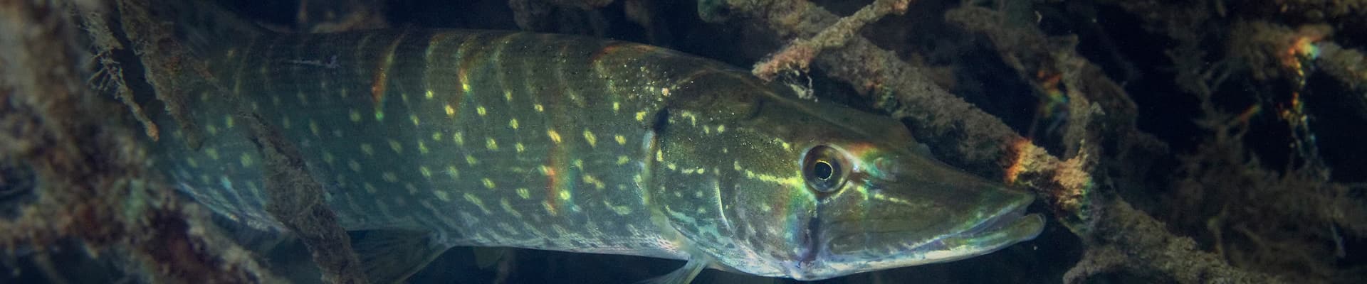 Un luccio (<em>Esox lucius</em>)
