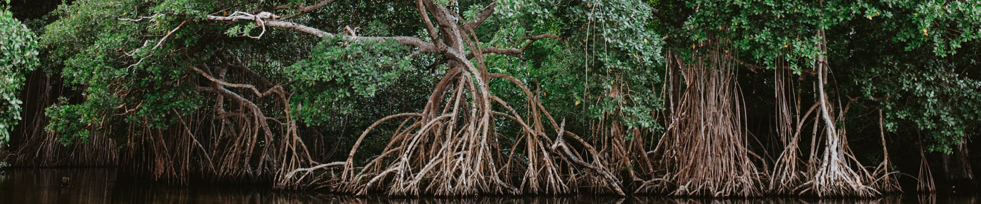 Un mangrovieto nella repubblica Dominicana, un ecosistema tanto importante per la salute del Pianeta ma che rischia di scomparire