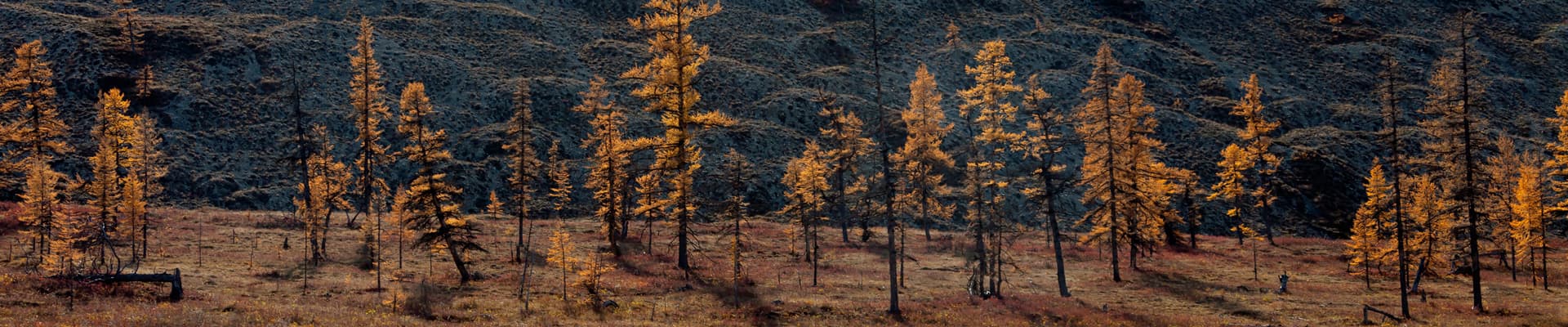 Nella taiga siberiana il permafrost è a rischio