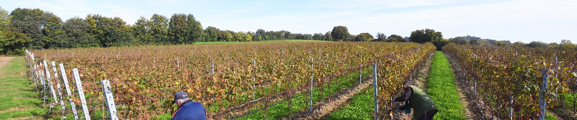 Vigneti, coltura diffusa nel territorio Gal