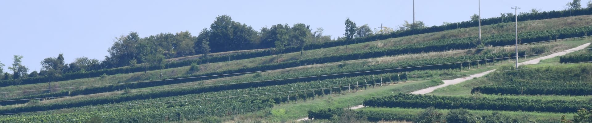 Vigneti